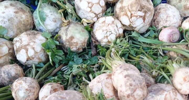 Pravi Celer: The Ultimate Guide to Its Health Benefits and Culinary Uses