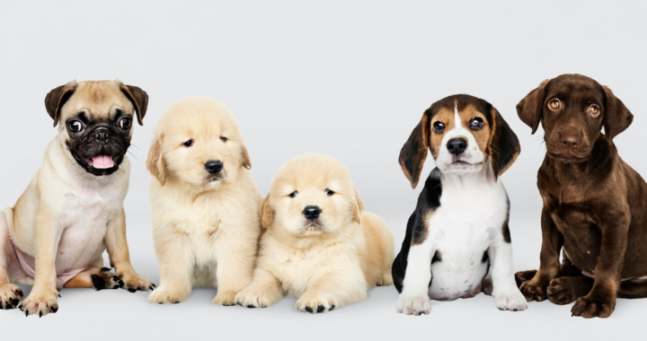 Understanding Your Pet’s Coat Type and Grooming Needs