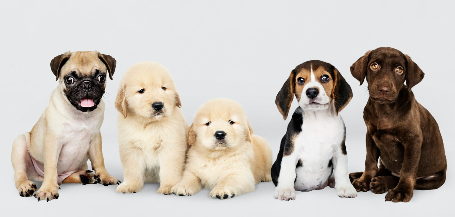 Pet’s Coat Type and Grooming Needs